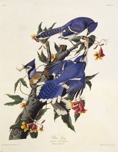 नीली जय। द बर्ड्स ऑफ अमेरिका, 1827-1838 से।