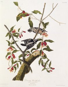अधोगामी कठफोड़वा। द बर्ड्स ऑफ अमेरिका, 1827-1838 से। द्वारा जॉन जेम्स ऑडबोन