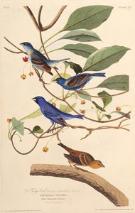 अजीर्ण। द बर्ड्स ऑफ अमेरिका, 1827-1838 से। द्वारा जॉन जेम्स ऑडबोन