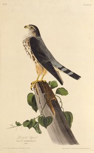 मर्लिन। द बर्ड्स ऑफ अमेरिका, 1827-1838 से। द्वारा जॉन जेम्स ऑडबोन