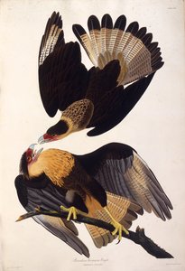 उत्तरी संकटग्रस्त काराकारा। द बर्ड्स ऑफ अमेरिका, 1827-1838 से। द्वारा जॉन जेम्स ऑडबोन