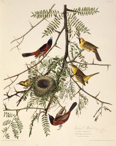 बाग का बाग। द बर्ड्स ऑफ अमेरिका, 1827-1838 से। द्वारा जॉन जेम्स ऑडबोन