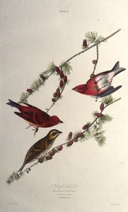 पर्पल फ़ेंच। द बर्ड्स ऑफ अमेरिका, 1827-1838 से। द्वारा जॉन जेम्स ऑडबोन