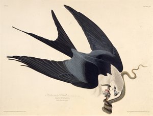 निगल गई पूंछ वाली पतंग। द बर्ड्स ऑफ अमेरिका, 1827-1838 से। द्वारा जॉन जेम्स ऑडबोन