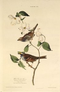 सफ़ेद गले वाली गौरैया। द बर्ड्स ऑफ अमेरिका, 1827-1838 से। द्वारा जॉन जेम्स ऑडबोन