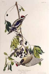 पीला-बेलदार सापसेकर। द बर्ड्स ऑफ अमेरिका, 1827-1838 से। द्वारा जॉन जेम्स ऑडबोन
