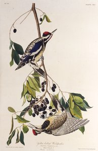 पीला-बेलदार सापसेकर। द बर्ड्स ऑफ अमेरिका, 1827-1838 से। द्वारा जॉन जेम्स ऑडबोन