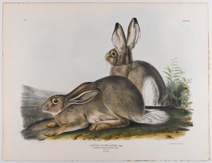 टाउनसीड्स रॉकी माउंटेन हरे, 1842 द्वारा जॉन जेम्स ऑडबोन