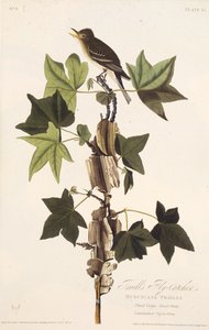 ट्रेल्स फ्लाईकैचर। द बर्ड्स ऑफ अमेरिका, 1827-1838 से। द्वारा जॉन जेम्स ऑडबोन