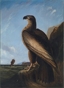 वाशिंगटन सी ईगल, सीए। 1836-1839। द्वारा जॉन जेम्स ऑडबोन