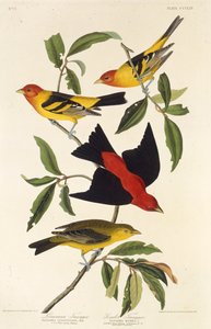 पश्चिमी तनगर। दुपट्टा ताननेवाला। द बर्ड्स ऑफ अमेरिका, 1827-1838 से। द्वारा जॉन जेम्स ऑडबोन