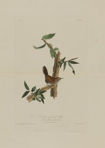 रॉबर्ट हेवेल (1793-1878) द्वारा उकेरे गए ब्विक लॉन्ग टेल्ड व्रेन, बर्ड्स ऑफ अमेरिका से