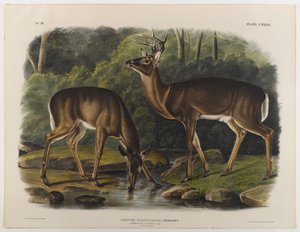 जॉन टी। बोवेन (1801-c.1856) 1848 द्वारा उकेरे गए आम या वर्जीनिया हिरण
