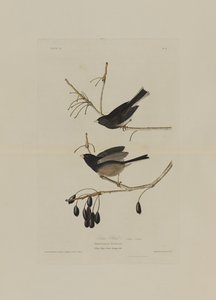 स्नो बर्ड, अमेरिका के पक्षी, रॉबर्ट हैवेल (1793-1878) द्वारा उत्कीर्ण