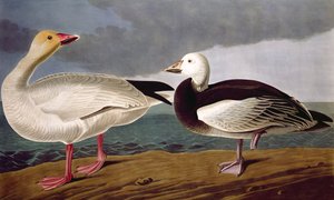स्नो गूज, बर्ड्स ऑफ़ अमेरिका, रॉबर्ट हैवेल (1793-1878) 1837 द्वारा उत्कीर्ण द्वारा Audubon के बाद जॉन जेम्स