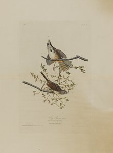 सॉन्ग स्पैरो, बर्ड्स ऑफ अमेरिका से, रॉबर्ट हैवेल (1793-1878) द्वारा उकेरा गया