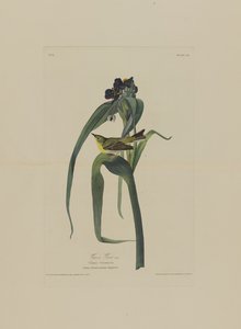 रॉबर्ट हेवेल (1793-1878) द्वारा उकेरे गए अमेरिका के बर्ड्स के विगर्स वीरो