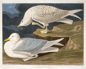 व्हाइट-विंग्ड सिलवरी गॉल, रॉबर्ट हैवेल, जूनियर (1793-1878), 1835 (हाथ से उकेरा हुआ उत्कीर्णन) द्वारा उकेरा गया
