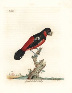 ब्लैक-एंड-रेड ब्रॉडबिल, सिंबिरहिन्चस मैक्रोरिन्चोस (ग्रेट-बिल्ड टोडी, टोडस नासुटस)। हाथ से रंगी ताम्रपत्र को जॉन लेथम ने अपने ए जनरल हिस्ट्री ऑफ बर्ड्स, विनचेस्टर से खींचा और उकेरा द्वारा जॉन लैथम