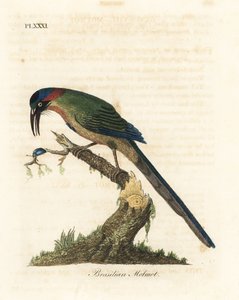 ब्लू-क्राउन मोमोट, मोमोटस मोमोटा (ब्राज़ीलियन मोटमॉट, मोमोटस ब्रासिलिएन्सिस)। हाथ से रंगी ताम्रपत्र को जॉन लैथम ने अपने ए जनरल हिस्ट्री ऑफ़ बर्ड्स, विनचेस्टर से खींचा और उकेरा द्वारा जॉन लैथम