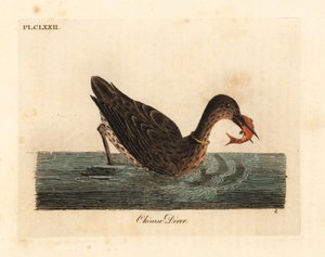 जलकाग एशिया में मछली पकड़ने के लिए इस्तेमाल किया, शायद एक महान जलकाग, Phalacrocorax कार्बो, या जापानी जलकाग, Phalacrocorax capillatus। (चीनी गोताखोर, Colymbus sinensis।) जॉन लैथम द्वारा अपने स्वयं के ए जनरल हिस्टो से तैयार और उकेरा गया हाथ से रंगा हुआ ताम् द्वारा जॉन लैथम