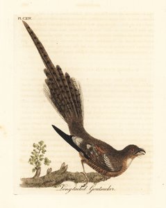 लंबी पूंछ वाला नाईटजर, कैप्रीमुलगस क्लाइमेकुरस (लंबी पूंछ वाला बकरा)। हाथ से रंगी ताम्रपत्र को जॉन लैथम ने अपने ए जनरल हिस्ट्री ऑफ़ बर्ड्स, विनचेस्टर से खींचा और उकेरा द्वारा जॉन लैथम