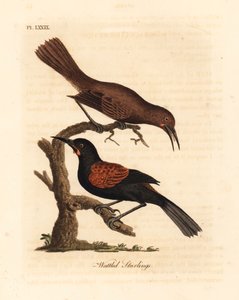 दक्षिणी सैडलबैक, फ़िलेस्टर्नस कारुनकुलैटस, नर और मादा (वॉटल्ड स्टार्लिंग्स, स्टर्नस कारुनकुलैटस)। निकट धमकी दी. जॉन लैथम द्वारा अपने स्वयं के ए जनरल हिस्ट्री ऑफ बर्ड्स, विनचेस्टर से तैयार और उकेरा गया हाथ से रंगा हुआ ताम्रपत्र द्वारा जॉन लैथम