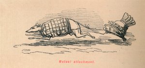 पारस्परिक लगाव, 1852 द्वारा जॉन लीचो