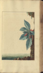 &39;जमैका के हाथी&39; का एक पृष्ठ द्वारा जॉन लिंडसे