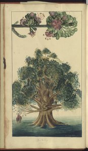 &39;जमैका के हाथी&39; का एक पृष्ठ