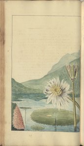 &39;जमैका के हाथी&39; का एक पृष्ठ द्वारा जॉन लिंडसे