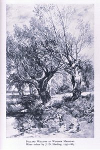 कोलिन्स द्वारा प्रकाशित विंडसर फ़ॉरेस्ट के बाहरी इलाके में वुडकटर, ब्रिटेन में प्रकृति द्वारा जॉन लिननेल