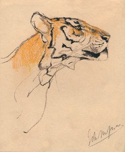एक बाघ का सिर, c1910