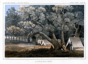 ए कॉटन वुड ग्रोव, 1856 द्वारा जॉन मिक्स स्टेनली
