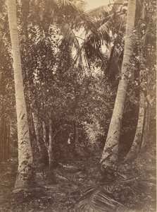 उष्णकटिबंधीय दृश्य, टर्बो के पास वन, 1871।