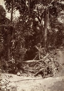 ट्रॉपिकल सीनरी, द ब्रूक एल बानो, चिपिगाना, 1871।