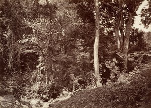 उष्णकटिबंधीय दृश्य, चिपिगाना के पास का दृश्य, 1871। द्वारा जॉन मोरानी