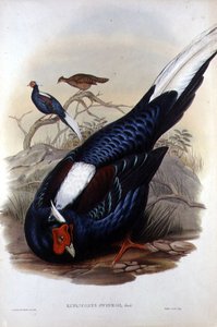 यूप्लोकॉमस स्विन्होई, वाल्टर एंड कोहन, लंदन, पब द्वारा उकेरा गया। 1850-83 के बीच (हाथ के रंग का लिथो) द्वारा जॉन और न्यायाधीश हेनरी कॉन्सटेंटाइन (बाद में) गोल्डो
