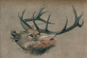 स्टैग्स हेड का अध्ययन, c1901 द्वारा जॉन सिडनी स्टील