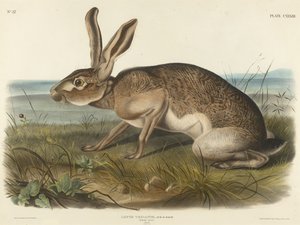 टेक्सियन हरे, 1848 (हाथ के कागज पर हाथ से बने लिथोग्राफ)
