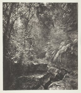  द्वारा जॉन थॉमसन