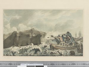 F.32 समुद्री घोड़े, c.1773-84 (जल रंग) द्वारा जॉन वेबर