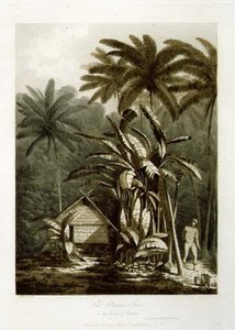 क्राकाटोआ द्वीप में प्लांटैन ट्री, 'व्यूज़ इन द साउथ सीज़', पब से। 1788 (नक़्क़ाशी) द्वारा जॉन वेबर