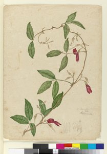 केनेडिया रुबिकुंडा, c.1803-06 (wc, pen, ink and pencil) द्वारा जॉन विलियम लेविन