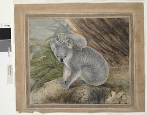 कोअला एंड यंग, 1803, JW लेविन, 1803 (wc & gouache)