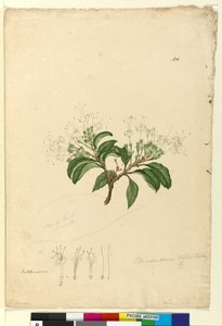 पृष्ठ 100. क्लेरोडेन्ड्रिम टोमेनटोसम, c.1803-06 (wc, pen, ink and pencil) द्वारा जॉन विलियम लेविन