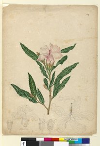 पृष्ठ 104. हिबिस्कस हेटरोफिलस, c.1803-06 (डब्ल्यूसी, कलम, स्याही और पेंसिल) द्वारा जॉन विलियम लेविन