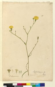 पृष्ठ 117. हाइपोचैरिस, c.1803-06 (wc, pen, स्याही और पेंसिल) द्वारा जॉन विलियम लेविन