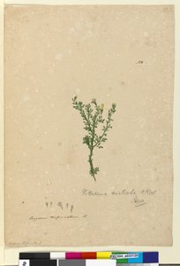 पृष्ठ 122. विताडिनिया ऑस्ट्रेलिया, c.1803-06 (wc, pen, स्याही और पेंसिल) द्वारा जॉन विलियम लेविन