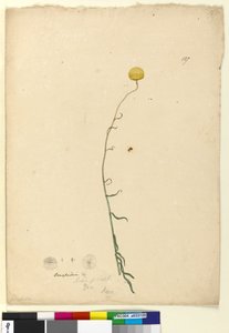 पृष्ठ 127. क्रेस्पेडिया, c.1803-06 (wc, कलम, स्याही और पेंसिल) द्वारा जॉन विलियम लेविन
